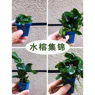 牡丹迷你小水榕袖珍水榕/瓦利斯榕/水中叶可定植捆绑水草鱼缸造景
