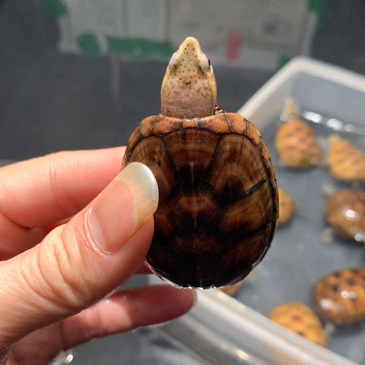 新果核公5.5厘米