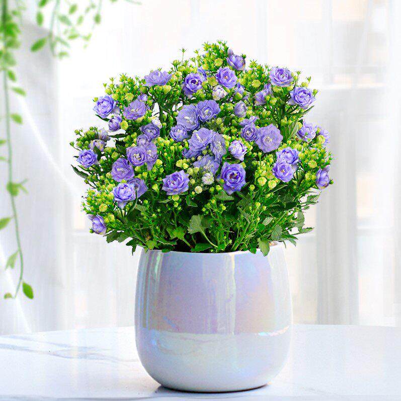 四季丹麦风铃花苗室内花带庭院植物重瓣梦露花苞盆栽绿植阳台花卉