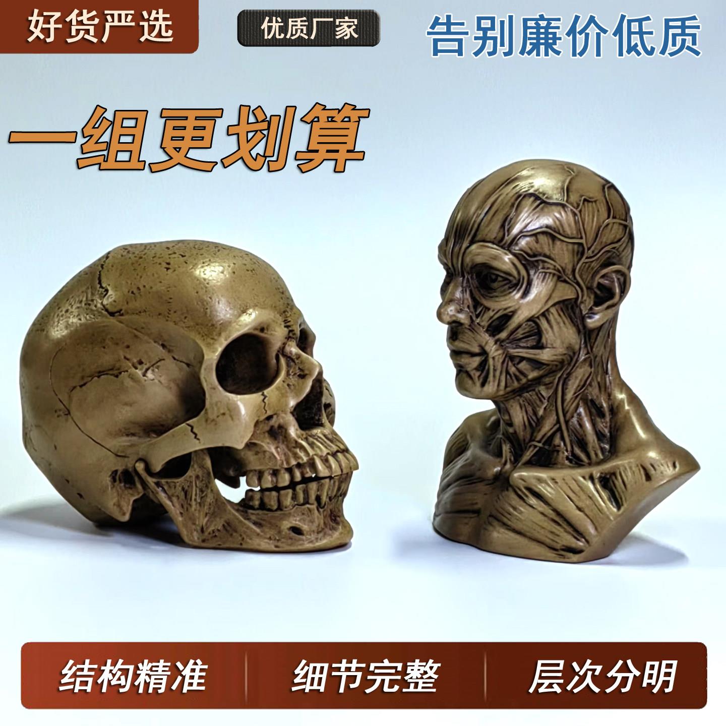 艺用人体全身肌肉骨骼解剖结构模型骷髅头骨头像头颅头盖骨美术