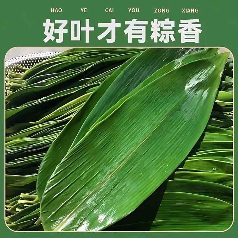 粽子叶棕叶新鲜大号新叶包粽子专用的叶子端午节包粽子专用旗舰店