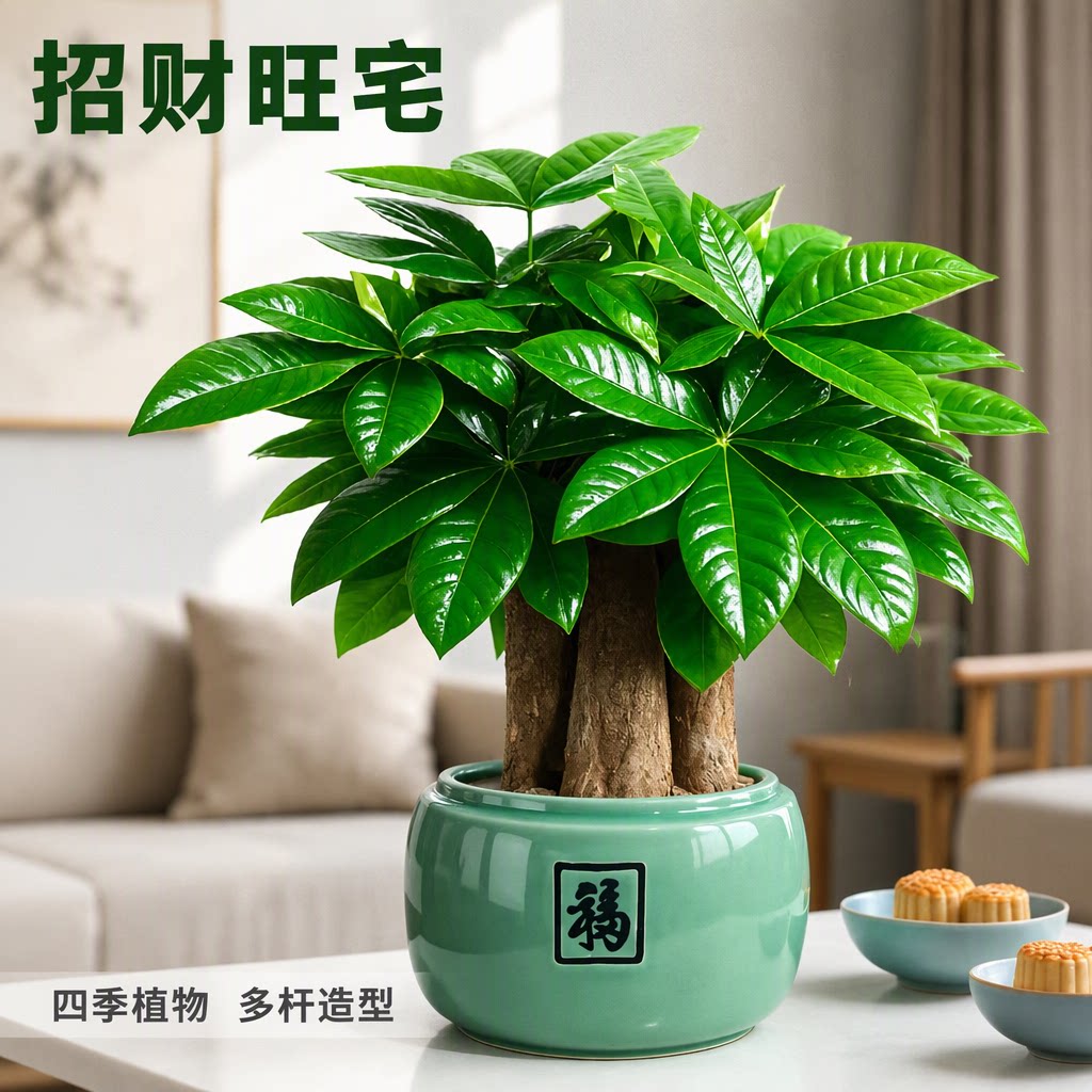 发财树盆栽招财旺宅桌面中式多杆绿植办公室室内客厅四季植物