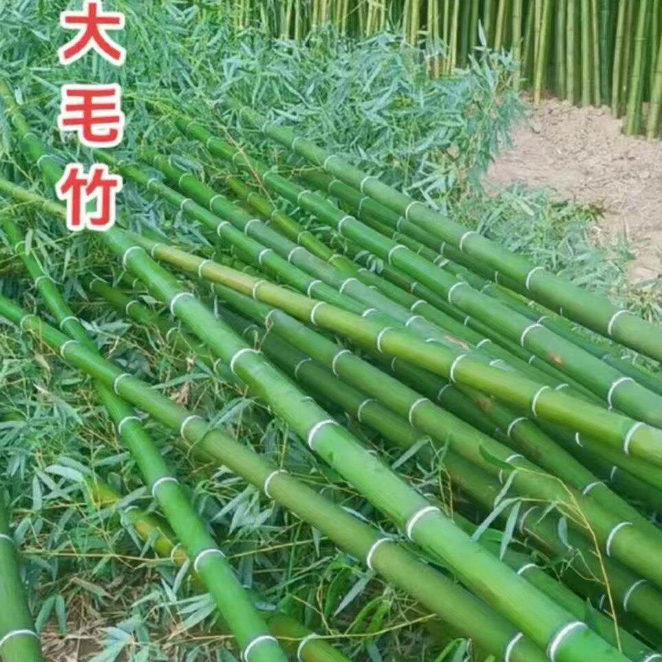 毛竹苗 楠竹苗 楠竹 北方南方现挖现发 庭院道路绿化常青竹子苗
