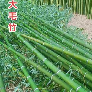 毛竹苗 楠竹苗 楠竹 北方南方现挖现发 庭院道路绿化常青竹子苗