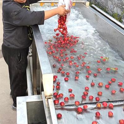 大枣清洗机 叶子流山楂加工全 套设备ZUR枣类去叶子去杂清带洗水