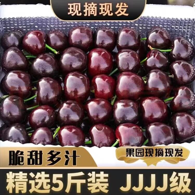 大连美早大樱桃国产车厘子5斤4j应当季新鲜孕妇水果礼盒现货包邮