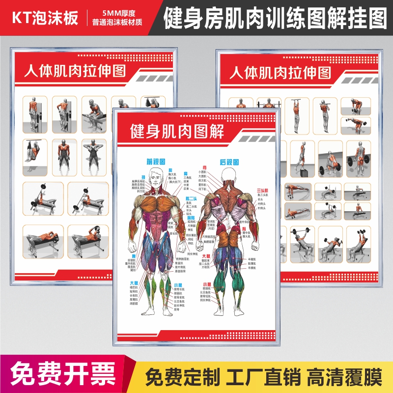 平举挂图单臂耸肩哑铃提杠铃推举后下指导训练器械肌肉肌肉健身房