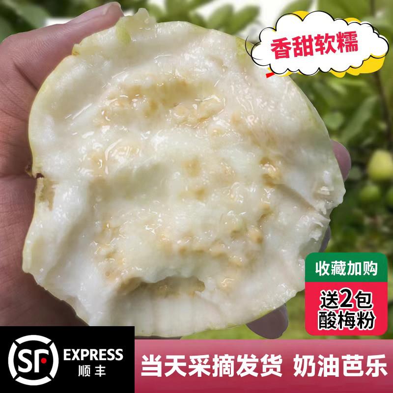 〖臻自在〗漳州奶油芭乐低糖水果新鲜当季整箱番石榴白心巴乐软糯