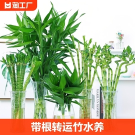 富贵竹水培植物转运竹花卉绿植室内盆栽观音竹水养带根小竹子客厅