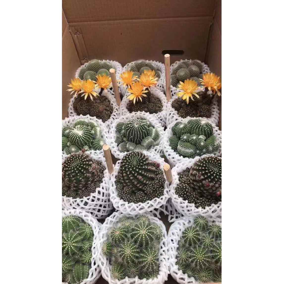 【基机仙人球直供】仙人地球植物桌面小盆植栽居家绿随混装多头五