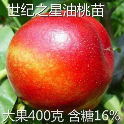 新品种世纪之星油桃树苗水果油桃苗南北方种植耐寒好养当年结果苗