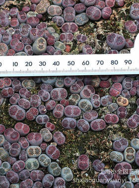 多肉植物生石花基地紫菊kiku Lithops稀有品种批发整盘发货货