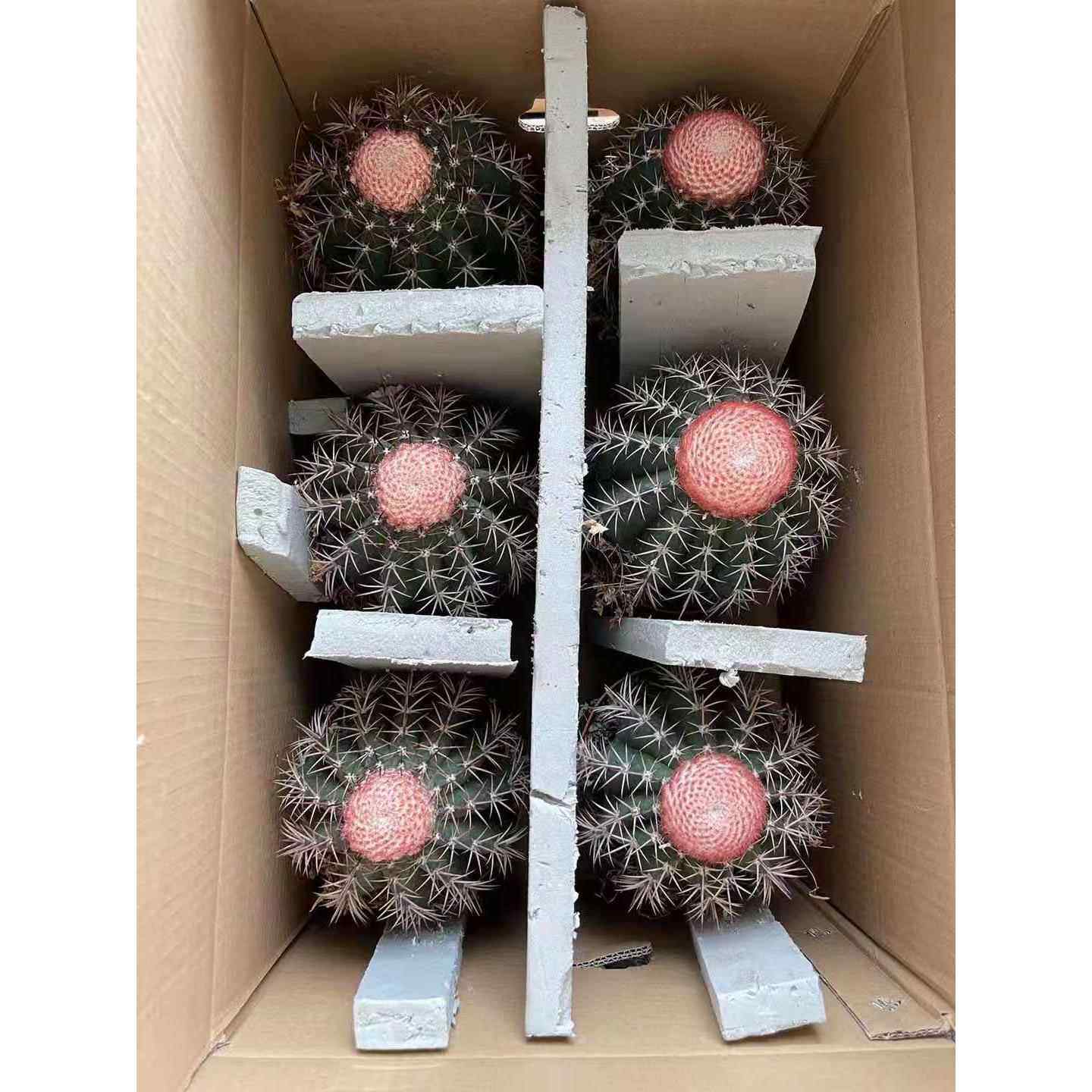 【基地直供】 仙人球多肉植物盆栽 家居仙人球多肉植物花卉 层云