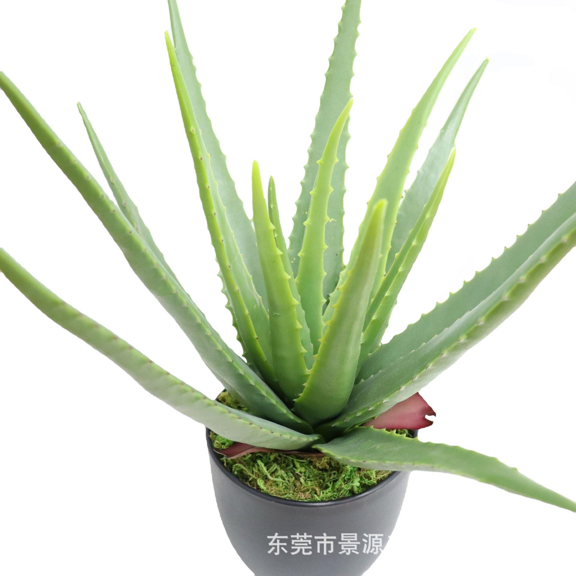 虎纹兰盆栽芦荟盆景家居办公室摆件橱窗造景绿植假花仿真绿植摆件