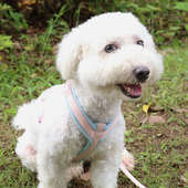 新款 透气狗项圈防挣脱脖套小型犬用猫狗胸背 Y型可调节宠物胸背带