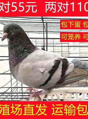 鸽子活物一对肉鸽活体青年鸽幼鸽活苗雨点鸽信鸽活鸽子银王鸽子苗