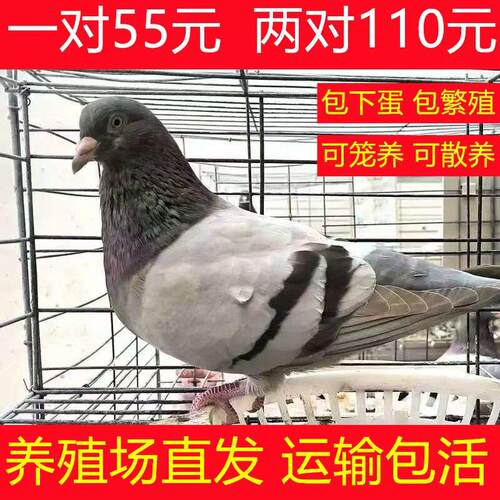 鸽子活物一对肉鸽活体青年鸽幼鸽活苗雨点鸽信鸽活鸽子银王鸽子苗
