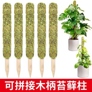 龟背竹水苔柱支撑杆老桩植物支架水台造型攀爬柱椰棕防倒伏苔藓柱