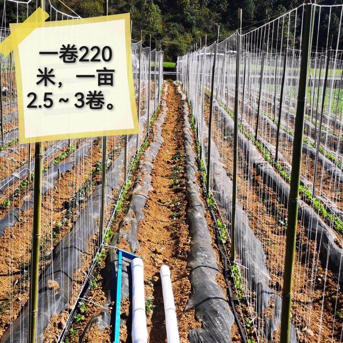 豆乐新型爬藤网豆角四季豆荷兰豆豌豆豆角爬藤网黄瓜丝瓜番茄