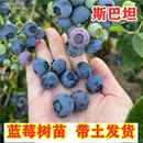 斯巴坦蓝莓树苗南北方种植北高丛蓝莓树果苗阳台盆栽地栽当年结果