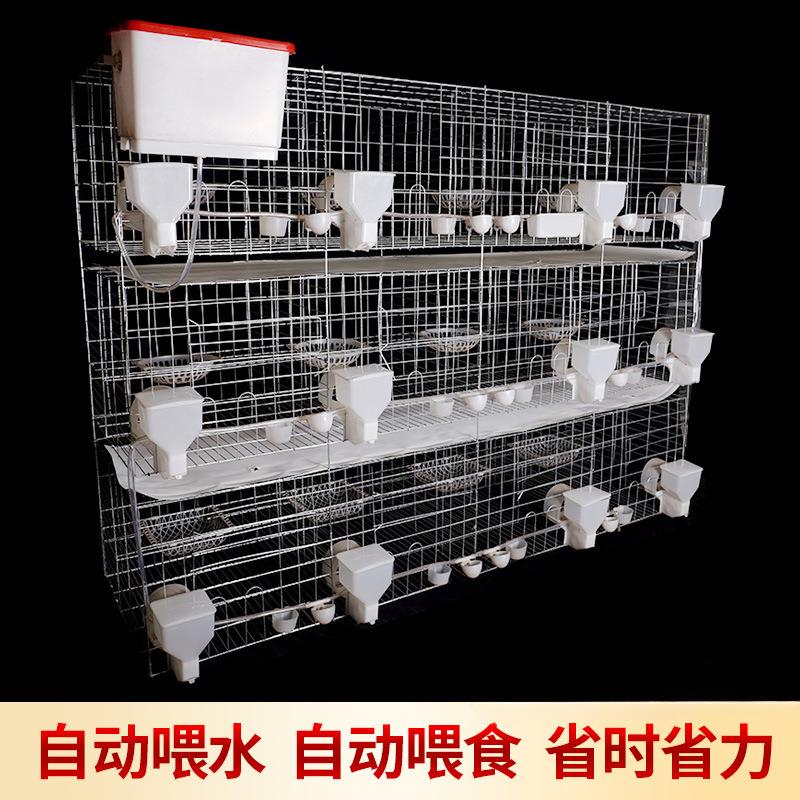 鸽子笼家用用品12位养殖信鸽配对肉鸽繁殖鸽笼养殖笼笼子