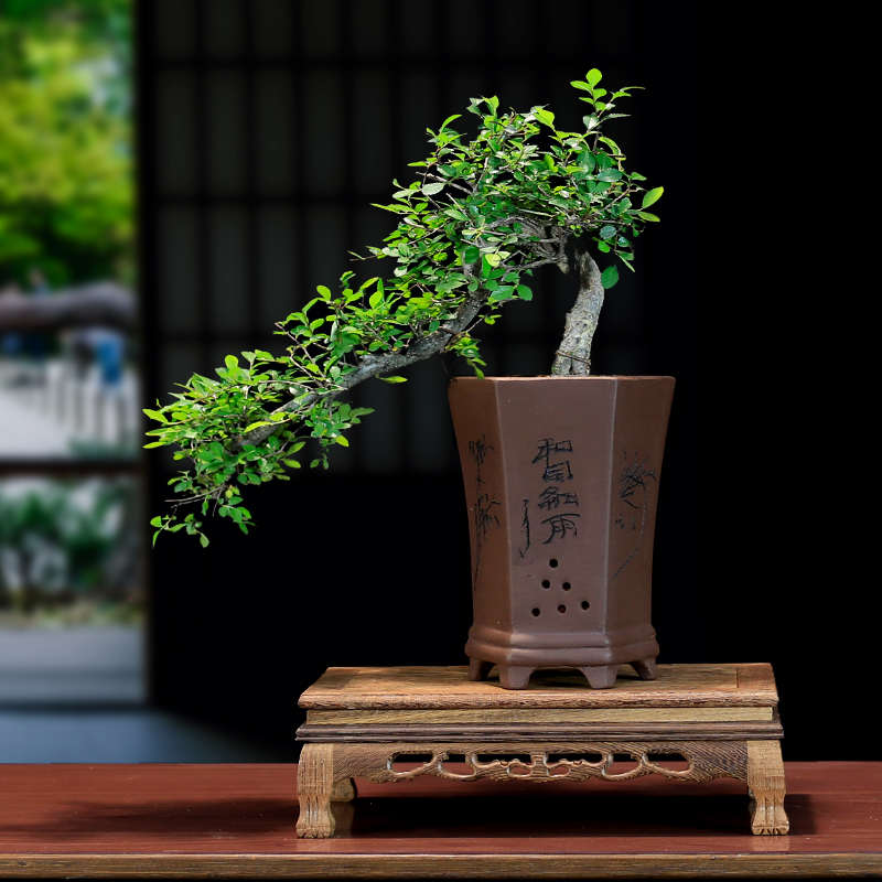 小叶榆树老桩盆景植物悬崖造型树桩室内客厅办公室桌面绿植盆栽