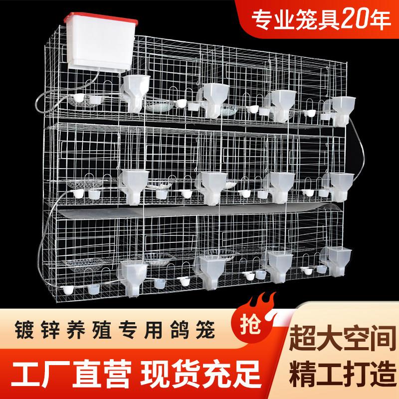 鸽子笼家用特大号配对元宝繁殖巢箱专用信肉鸽用品舍棚养鸽子鸽笼