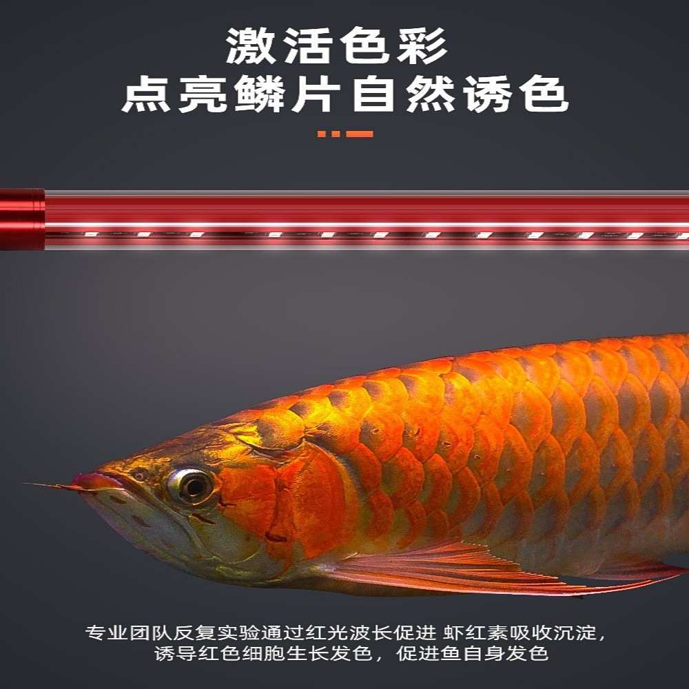 龙鱼灯鱼缸灯led灯防水超亮潜水观赏增红增艳不红水照明专用金龙
