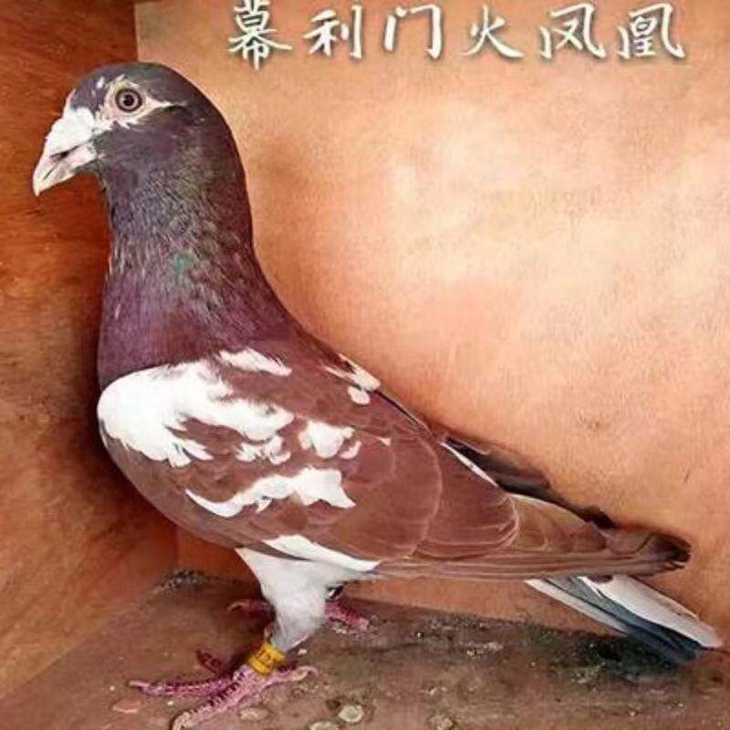 鸽子活 一对 鸽子苗小鸽慕利门信鸽火凤凰信鸽火凤凰鸽子两只
