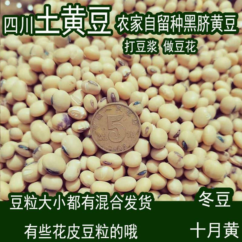 四川农家自种土黄豆非转基因椭圆黑脐笨黄豆子磨豆浆豆花豆芽杂粮