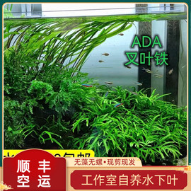 叉叶铁ada阴性草草缸沉木细叶铁无需二氧化碳黑木蕨淡水植物