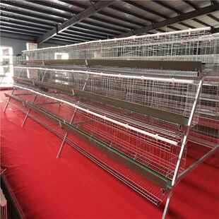 阶梯蛋鸡笼PPG式 热锌三层四层阶梯蛋鸡养笼白石槽殖自动镀化鸡舍