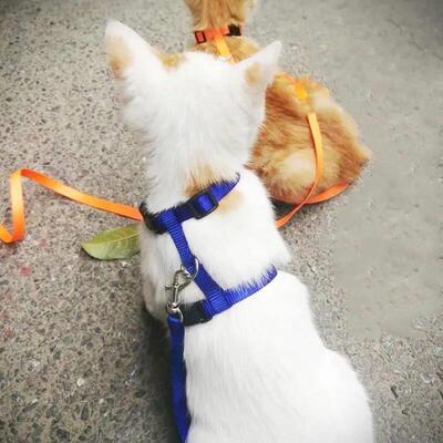 Escape-proof Small Dog Cat Harness Collar with Leash Set H S