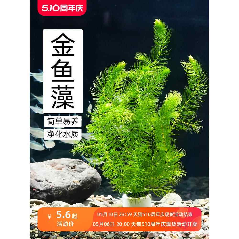金鱼藻水草淡水水族箱鱼缸造景挂卵繁殖净化水质好养养鱼专用冒泡