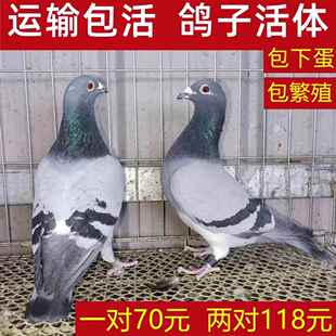 鸽子活苗肉鸽一对雨点鸽青年种鸽子活体银王信鸽瓦灰鸽白羽活鸽子