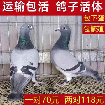 鸽子活苗肉鸽一对雨点鸽青年种鸽子活体银王信鸽瓦灰鸽白羽活鸽子