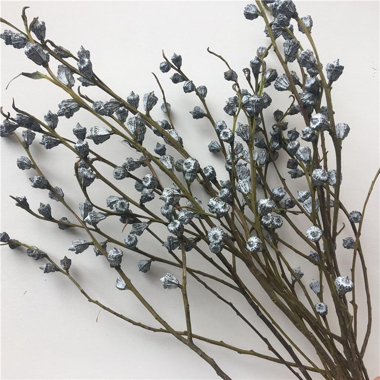 尤加利果 云南干花自然植物 真花家居装饰 艺术干果