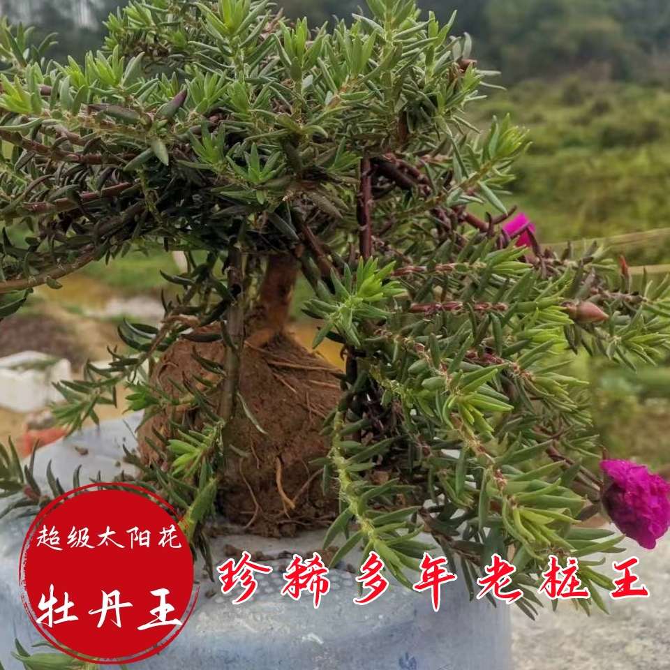 树桩太阳花老桩重瓣三年老苗老桩玫红王超级玫红太阳花桃子苞大花