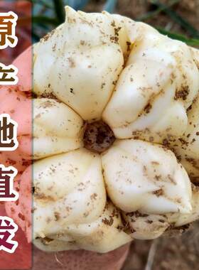 湖南省龙山新鲜百合现挖食用特产级生白湘西卷丹大果5斤包邮微苦