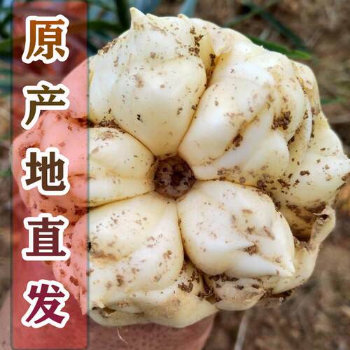 湖南省龙山新鲜百合现挖食用特产级生白湘西卷丹大果5斤包邮微苦