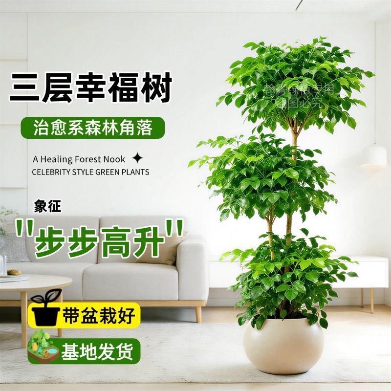 新房乔迁开业造型很好养幸福树大型绿植盆栽客厅植物办公室内盆景