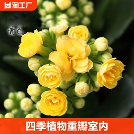 四季开花长寿花盆栽植物花卉，重瓣大花苗，室内绿植带花苞易活土培