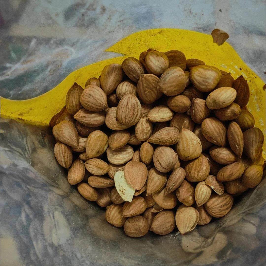 速发现货俊有承德原味盐焗熟杏仁500g/200g袋装大杏仁果干孕妇坚