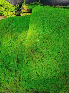 盆景苔藓软装景观植物块造景绿装饰微材料草坪青苔仿真植造景布置