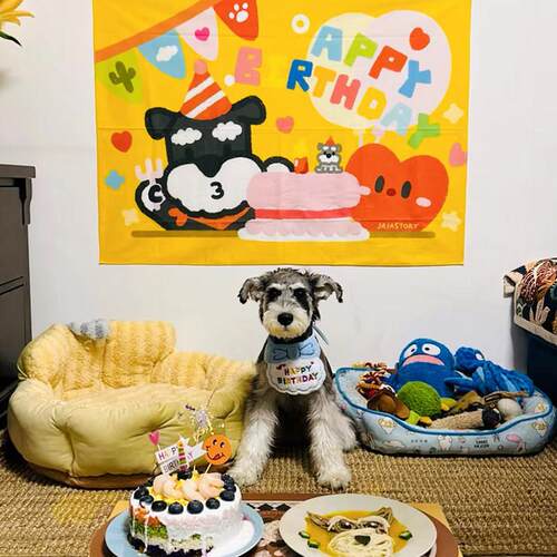 小狗生日挂布雪纳瑞比熊柯基法斗边牧柴犬装饰挂布可爱卡通背景布