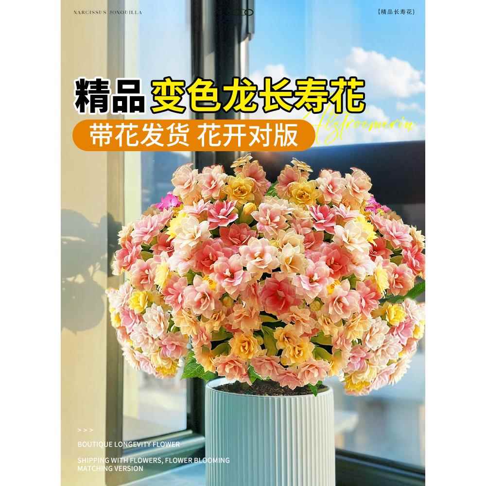 长寿花盆栽四季开花重瓣变色龙大花带花苞花苗室内易活花卉绿植物