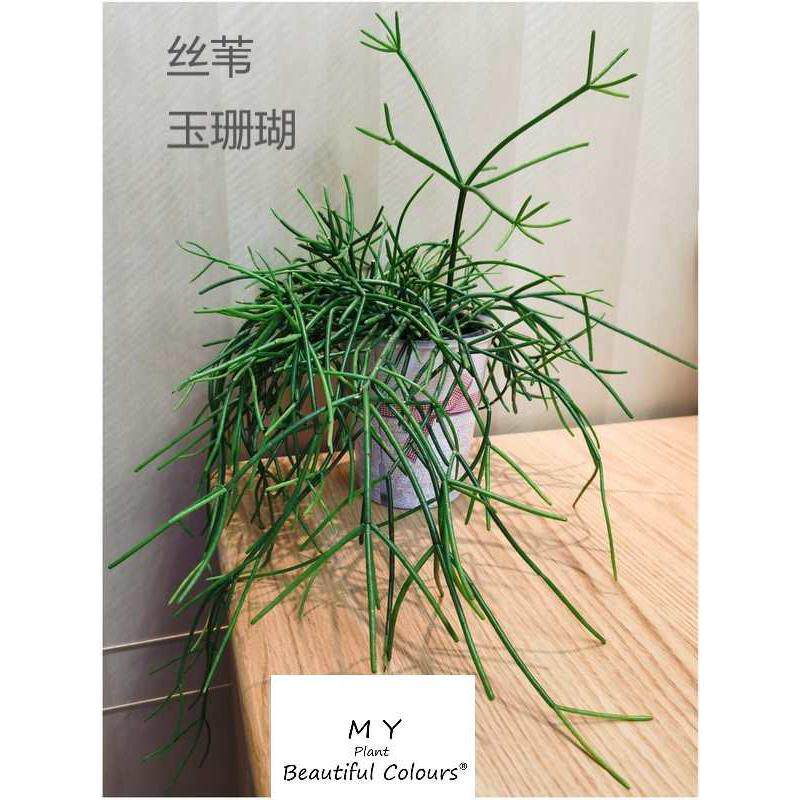 丝苇粗枝玉珊瑚槲寄生仙人掌阳台多肉植物室内喀秋莎吊兰茗阳园艺