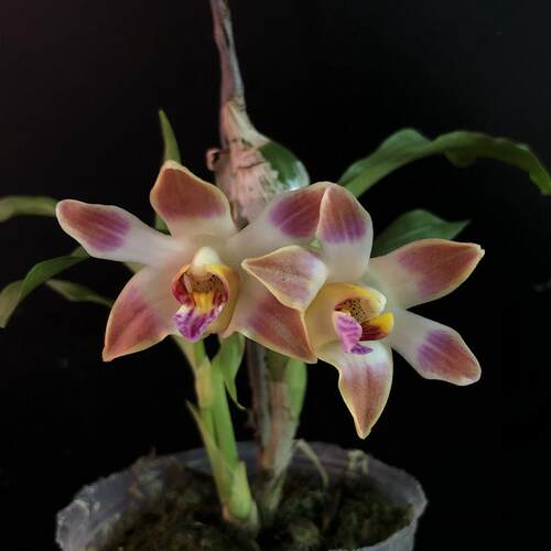 绿植盆栽兰花洋兰吉西兰黎明海Chysis limminghei