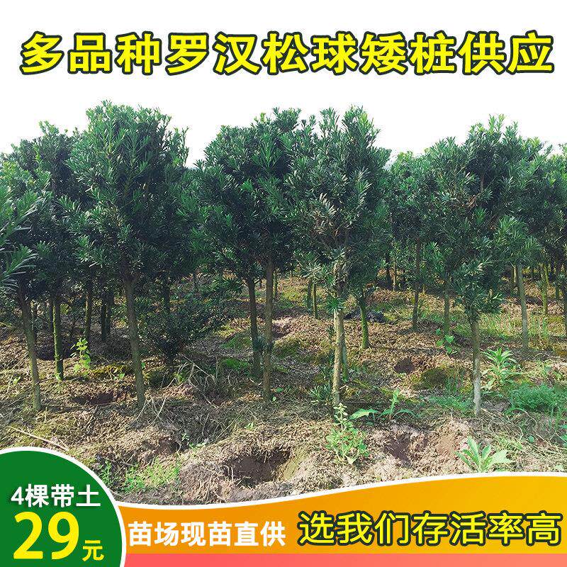 雀舌罗汉松球型 米叶罗汉松树苗盆景 珍珠罗汉松老桩庭院造型素材