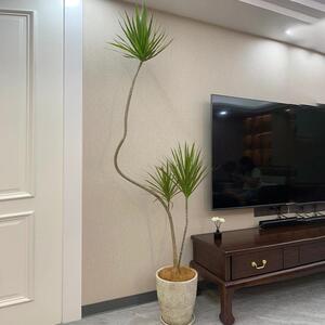 造型千年木盆栽室内客厅植物青叶马尾铁网红绿植四季常青庭院好养